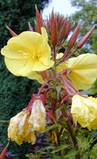 Evening Primrose Seed Oil